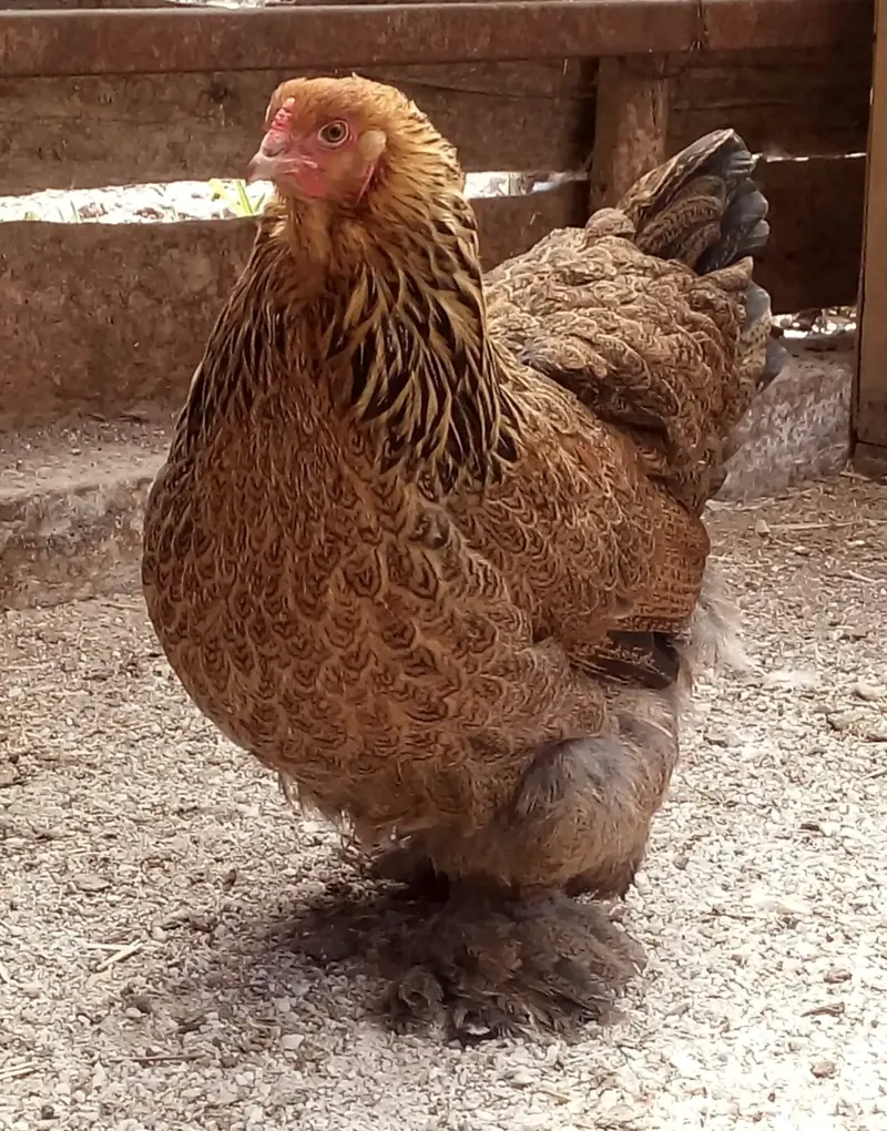Tavuk