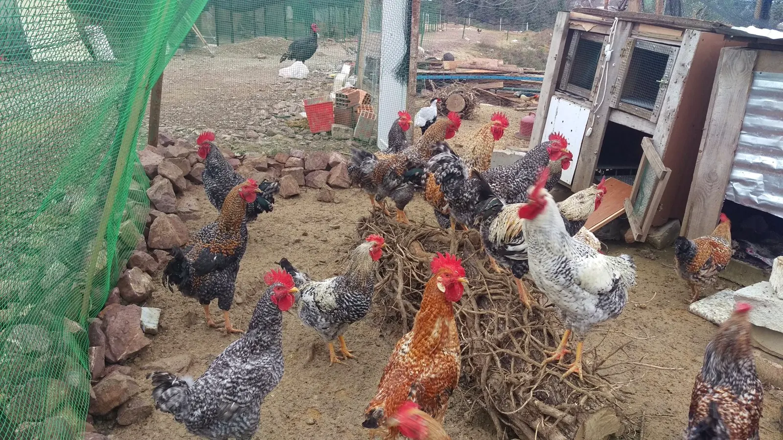 Doğal ortamda tavuklar